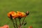 Rose in the Flora Rosarium in the village of Boskoop,Netherlands