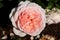 Rose in the Flora Rosarium in the village of Boskoop,Netherlands