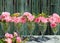 Rose Floral Arrangements In Stemware 