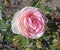 Rose Floribunda - Eutopia Garden - Arad, Romania