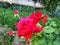 Rose floribunda nicole