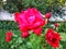 Rose floribunda nicole
