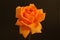 Rose flower, apricot color in black field