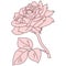 Rose flower in bloom with leaf line filled pink color illustration. Hand drawn realistic detailed vector illustration