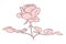 Rose flower in bloom with leaf line filled pink color illustration. Hand drawn realistic detailed vector illustration