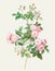 Rose Flower. Botanical flower illustration