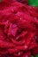 Rose flower bud close up after rain. Large red petals