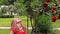 Rose flower bush and pregnant woman throw rose petals