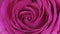 Rose Flower close up background. Beautiful Dark Red Rose closeup. Symbol of Love. Valentine card design. HD 1080p