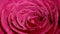 Rose flower closeup. Isolated beautiful rose flower with drops of water.