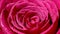 Rose flower closeup. Isolated beautiful rose flower with drops of water.