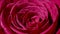 Rose flower closeup. Isolated beautiful rose flower with drops of water.