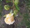 Rose flower cream, bush in the garden