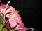 Rose flower with dark baground