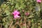 Rose flower details background,Rosa,Rosa rubiginosa, European species, Introduced species