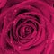 Rose flower in drops closeup in bloom. Pink purple roses background