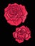 Rose flower for embroidery in botanical illustration style on a