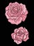Rose flower for embroidery in botanical illustration style on a