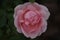 Rose flower in full life. Garden flower. A fabulous world of nature, flowers, vegetation and insects.