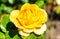 Rose flower of Golden Years cultivar in Australia