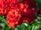 Rose flower grade andalusien, dense clusters of bright red flowers