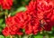 Rose flower grade andalusien, dense clusters of bright red flowers in full bloom