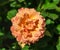 Rose flower grade easy does it, one large flower, orange-peach hue,