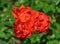 Rose flower grade fidelio, group bright orange-red flower