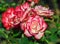 Rose flower grade jubile du prince de monaco, flowers large, terry