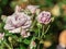 Rose flower grade novalis, dense buds and one large lilac flower in bloom