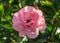 Rose flower grade professor sieber, medium-sized flowers of light pink color