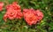 Rose flower grade rosi mittermaier, group bright orange-pink-red flower