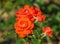 Rose flower grade spath s jubilaum, orange-salmon blossoms