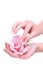 Rose flower in the hands girl. Natural manicure on hands white background.