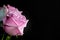 Rose Flower. Head. Black. Deco. Gift. Love