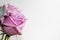 Rose. Flower. Head. Gift. White. Deco. Love