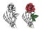 Rose flower in human skeleton hand