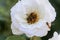 Rose flower infested  with common pollen beetle, Brassicogethes aeneus