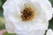 Rose flower infested  with common pollen beetle, Brassicogethes aeneus