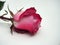 Rose flower lies on a white background. The petals of the rose Bud