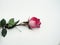 Rose flower lies on a white background. The petals of the rose Bud