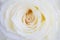 Rose flower macro. Creamy rose flower closeup. High quality natural background. Beautiful background