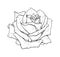 Rose flower monochrome vector illustration. Beautiful rose isolated on white background. Element for design of tattoo