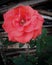 Rose flower nature like love natural art oranye green