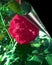 Rose flower papper nature vector backgroun.