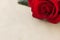 Rose flower on parchment