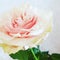 Rose flower, pink flower, beatiful flower, rose, green rose, one flowers