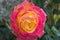 Rose flower, pink rose and orange