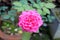 Rose flower Plant color fresh Flower photo.