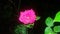 Rose Flower with raindrops, night